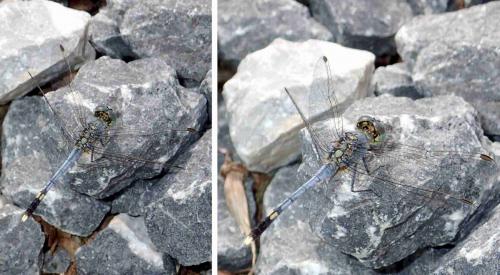 Diplacodes trivialis